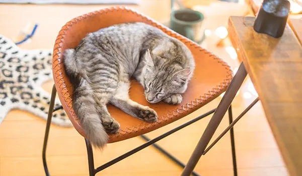 椅子で眠るペットの猫の写真