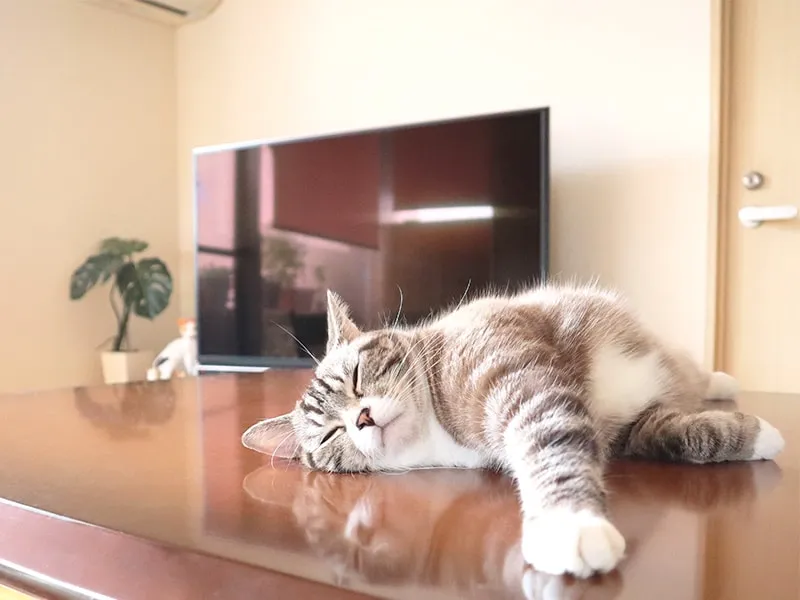 テーブルの上でくつろぐ猫