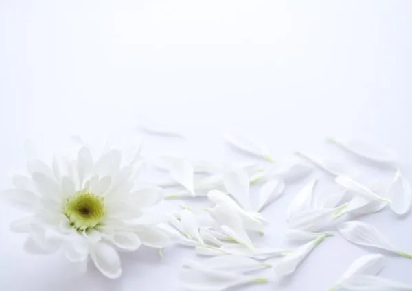 白い菊の花の写真